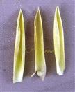  Corolla Lobes